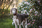 Saluki