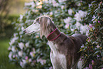 Saluki