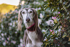 Saluki