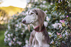 Saluki