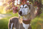 Saluki