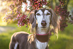 Saluki