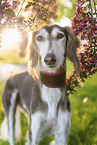 Saluki