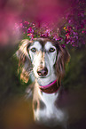 Saluki