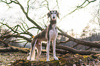 Saluki