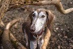 Saluki