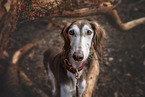 Saluki