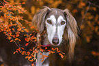 Saluki