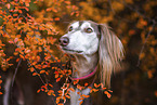 Saluki