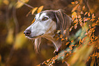 Saluki