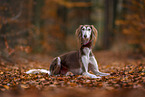 Saluki