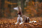 Saluki