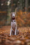 Saluki