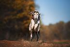 Saluki