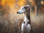 Saluki