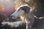 Saluki