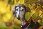Saluki