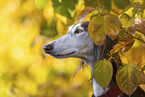 Saluki