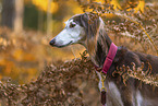 Saluki