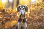 Saluki