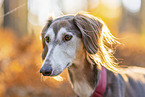 Saluki