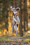 Saluki