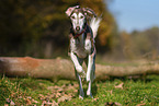 Saluki
