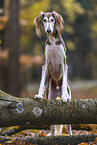Saluki