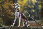 Saluki