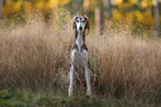 Saluki