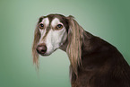 Saluki