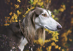 Saluki