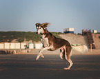 Saluki