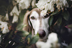 Saluki