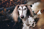Saluki