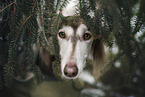 Saluki