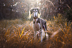 Saluki