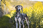 Saluki