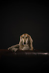 Saluki