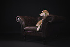 Saluki