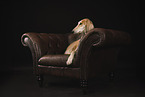 Saluki