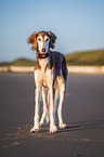 Saluki on the beach