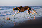 Saluki on the beach