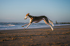 Saluki on the beach