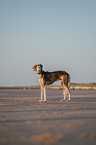 Saluki on the beach