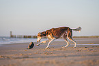 Saluki on the beach