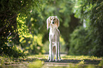 Saluki
