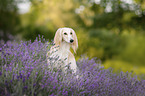 Saluki