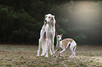 Saluki