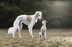 Saluki